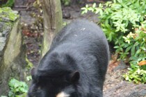 クマに襲われ重傷を負った女性　「クマに非はない」と駆除を要求せず