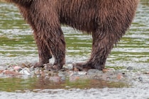 当局が特定に向けて捜査　クマに清涼飲料を与えた男性