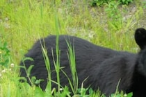 スマホには最後の瞬間が…　クマに襲われた登山家が崖下へ転落し死亡