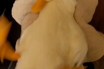 まだ上がりたくない！　15万人が爆笑した、風呂場から強制連行されたアヒルのガチ抵抗