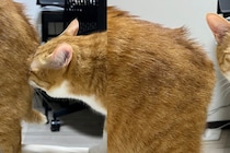 仲間のお尻を嗅いだ猫が？　7万人が「誰も頼んでいないのに自爆してる」と感じた反応