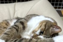 猫の「独特な伸び」が？　3万人が「人間には絶対できない！」