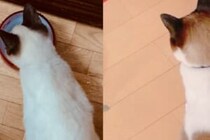 保護猫として迎えた猫　現在までの変化に12万人が驚き「こんなに変わるの？」