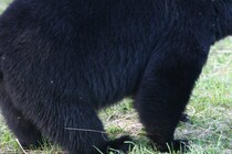 露天風呂で清掃していた女子プロレスの元レフェリーがクマに襲われ死亡　海外メディアも注目