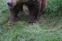 クマ駆除反対派が秋田県産の不買運動呼びかけ　秋田県人会グループ「断固抗議します」