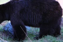 冷静に、冷静に…　5分間クマに尾行されたハイカーのスマホに映っていた衝撃の映像