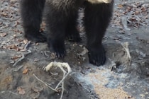 毬谷友子「阿蘇に住んでいたクマが人の地域にやって来てしまう」　誤情報を拡散し「デタラメ言うな」