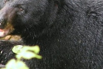 最初はじゃれ合っていたのに…　愛犬がクマに噛みつかれ重傷