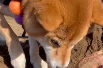 飼い主「できれば土を掘ってほしい」　柴犬の姿に2万人が感じた「尊い」