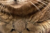 大切に持っていたのは？　猫の姿に6万人が感じた「尊さ」