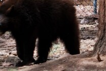 何かあってからでは遅いのに…　クマが出没してもスマホで撮影する群衆に非難の声