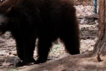 何かあってからでは遅いのに…　クマが出没してもスマホで撮影する群衆に非難の声