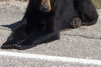 命からがら…　駐車場に突如現れたクマから緊急避難