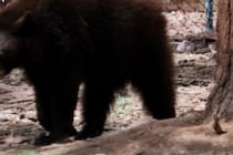 何かあってからでは遅いのに…　クマが出没してもスマホで撮影する群衆に非難の声