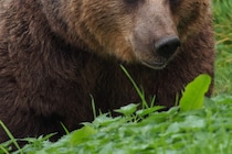 将来は狩猟師に…！　クマに襲われていた父親を助けようと12歳の息子が発砲