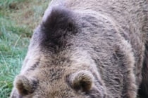 スマホに映っていたのは最後…　クマに襲われ亡くなった建設作業員