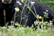 油断は禁物…　トイレをする愛犬を庭に放ったらクマに襲われ負傷