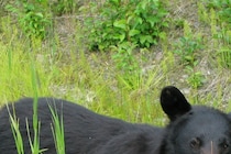 「思ってた以上に足が速くてびっくり」　ゴミ箱を漁っていたクマが逃走