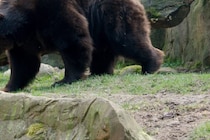 胸が張り裂けそうになる…　ガンを克服した男性がクマに食べられる