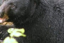 最初はじゃれ合っていたのに…　愛犬がクマに噛みつかれ重傷