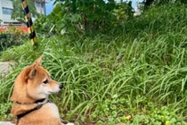 「犬見知り」な犬が見せた行動が？　立ち姿に約1万人が「いいね」