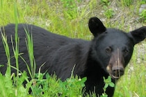 宇多田ヒカルがクマ駆除に「かわいそう」と発言？　一部週刊誌の報道に「騙されそうになった」