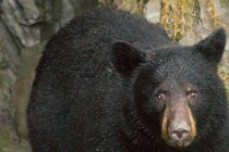 クマを驚かせると逆効果？　襲われた夫婦がクマよけスプレーで撃退