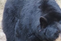 一体なぜ？　クマに襲われるも一命を取り留めた猟師が死亡