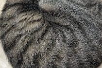 このまま展示できるレベル！　猫が「アンモナイト」のように寝る姿に1万人がいいね