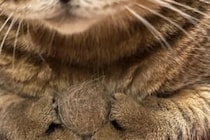 大切に持っていたのは？　猫の姿に6万人が感じた「尊さ」