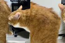 仲間のお尻を嗅いだ猫が？　7万人が「誰も頼んでいないのに自爆してる」と感じた反応