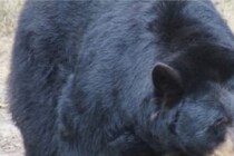 一体なぜ？　クマに襲われるも一命を取り留めた猟師が死亡