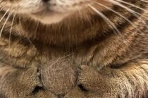 大切に持っていたのは？　猫の姿に6万人が感じた「尊さ」