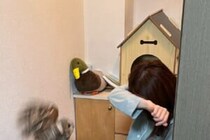 帰省してきた人間に会ったフクロウ　「理不尽アタック」を仕掛ける…！