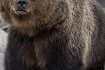 遺体は酷く損傷、付近には足跡…　女性がクマに襲われ死亡