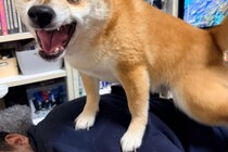 何すんねん！　仲間に足を噛まれてびっくりする豆柴の姿に「表情が全てを物語ってる！」