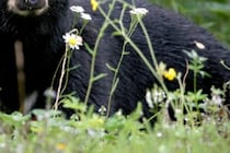 油断は禁物…　トイレをする愛犬を庭に放ったらクマに襲われ負傷