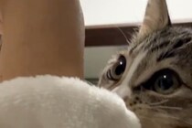 猫がぺろぺろ舐めていたものが？　「仲間だと思ったのかな」に2万人が共感