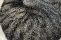 このまま展示できるレベル！　猫が「アンモナイト」のように寝る姿に1万人がいいね