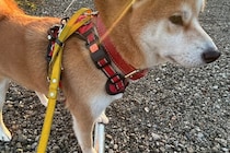 何事もない顔をしていると思ったら？　足元で犬が見せていた小さな努力に5万人から「可愛すぎ！」