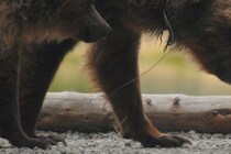 せっかくの新婚旅行が…　クマに襲われた夫妻、「殺さないで」と懇願