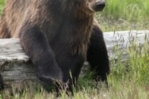 70mも森の中に引きずられ…　男性がクマに襲われ「凄惨な亡くなり方」で発見される