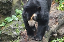 プロでも…　山でクマに襲われた猟師、母グマは射殺