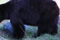 冷静に、冷静に…　5分間クマに尾行されたハイカーのスマホに映っていた衝撃の映像