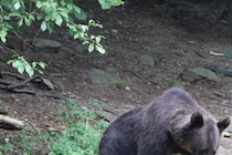 頭部に60針を縫うことに…　国立公園でクマに襲われたレスリング部の大学生