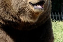 犬は怯えていたのに… 　クマにどんどん近づいた飼い主に批判殺到