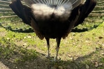 クジャクの後ろ姿、見たことある？　京都大学クジャク同好会の投稿に2万人が感動を選択 クジャクの後ろ姿、見たことある？　京都大学クジャク同好会の投稿に2万人が感動