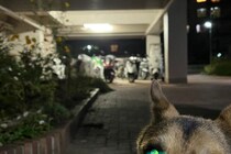 夜に愛犬を撮影したら…　「お前犬ちゃうやろ」に約10万人が共感！