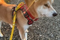 何事もない顔をしていると思ったら？　足元で犬が見せていた小さな努力に5万人から「可愛すぎ！」