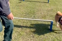 ジャンプするかと思ったら？　8000人が「違うそうじゃない」とツッコミを入れた柴犬